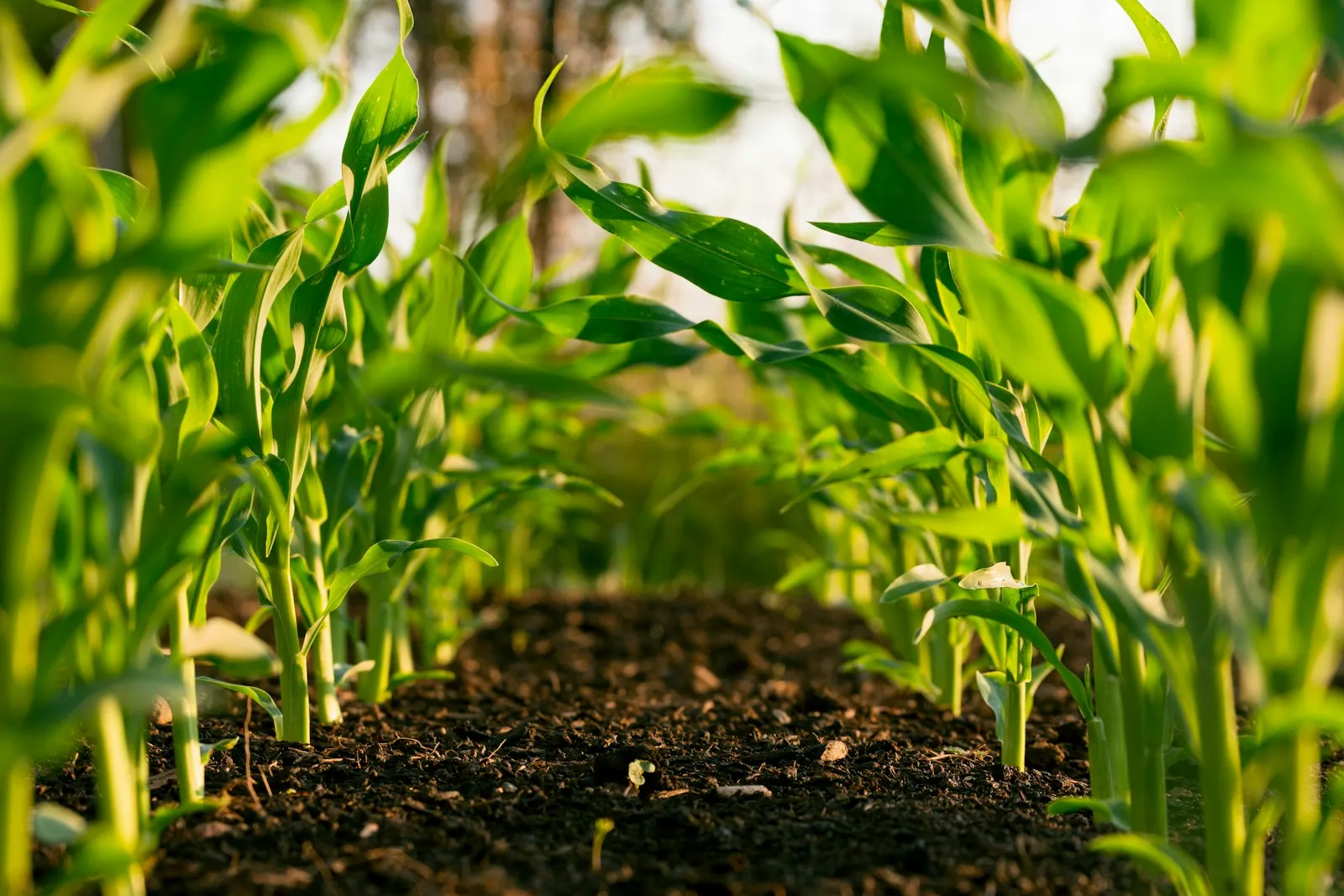 Agriculture services